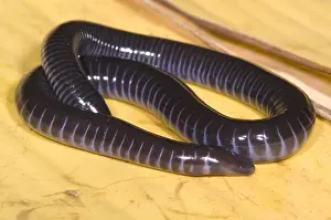 West Prints: West African Caecilian