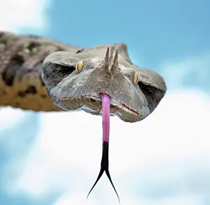 Viperidae Prints: West African Gaboon Viper