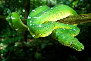 Boidae Prints: West Amazonian Emerald Tree Boa