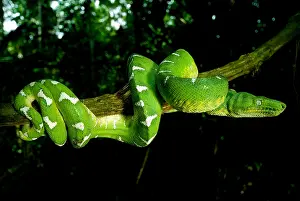 Boidae Prints: West Amazonian Emerald Tree Boa