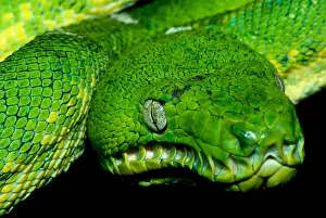 Basin Prints: West Amazonian Emerald Tree Boa
