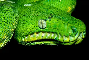 West Prints: West Amazonian Emerald Tree Boa