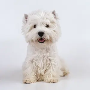 Studio Prints: West Highland White Terrier Dog