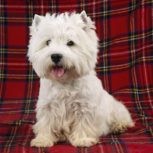 Studio Prints: West Highland White Terrier, Westie Dog on Plaid Tartan
