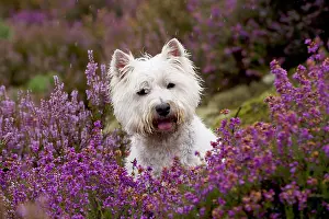 White Prints: West Highland White Terrier, Westies in a Field of Heather Flowers