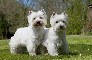 White Prints: West Highland White Terriers, Two Westies
