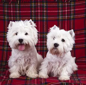 Studio Prints: West Highland White Terriers, Westies on Red Plaid