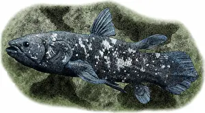 Indian Prints: West Indian Ocean Coelacanth