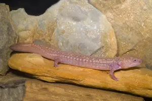 Stage Prints: West Virginia Spring Salamander