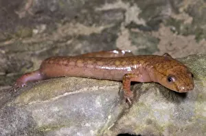 General Prints: West Virginia Spring Salamander