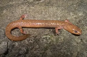 General Prints: West Virginia Spring Salamander