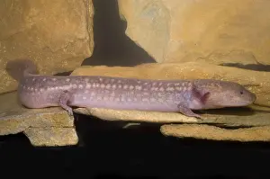 Range Prints: West Virginia Spring Salamander