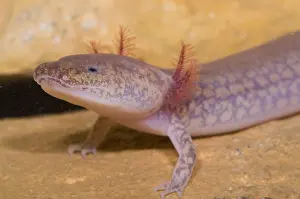 Range Prints: West Virginia Spring Salamander