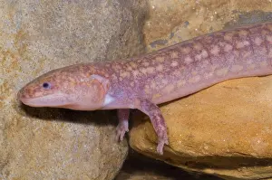 Range Prints: West Virginia Spring Salamander