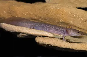 Range Prints: West Virginia Spring Salamander