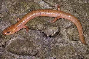 Range Prints: West Virginia Spring Salamander