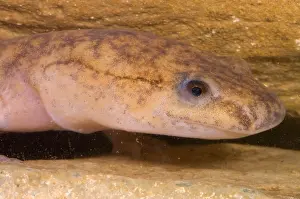 Range Prints: West Virginia Spring Salamander
