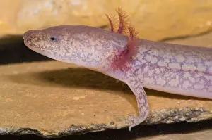 West Virginia Spring Salamander