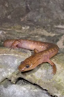 Range Prints: West Virginia Spring Salamander
