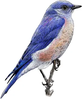 Animals Prints: Western Bluebird