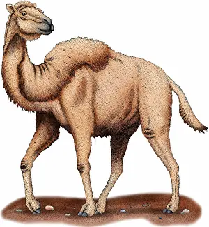 Extinct Prints: Western Camel