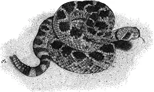 Vipers Prints: Western Diamondback Rattlesnake