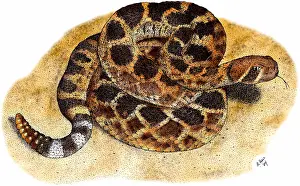 Serpent Prints: Western Diamondback Rattlesnake