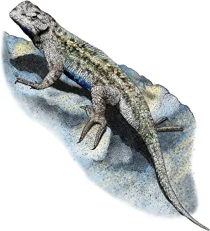 Occidentalis Prints: Western Fence Lizard