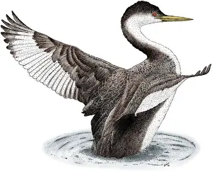 West Prints: Western Grebe