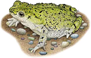True Prints: Western Green Toad
