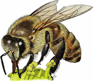 West Prints: Western honey bee
