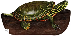 Horizontal Prints: Western Painted Turtle