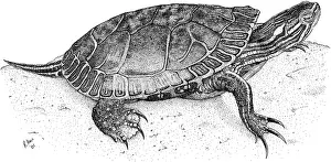 Horizontal Prints: Western Painted Turtle
