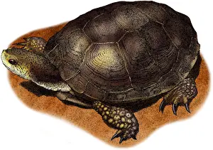 Testudines Prints: Western Pond Turtle
