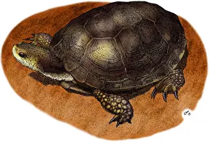 Shells Prints: Western Pond Turtle