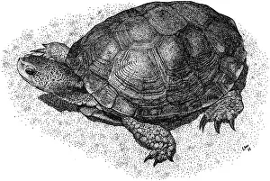 Shells Prints: Western Pond Turtle