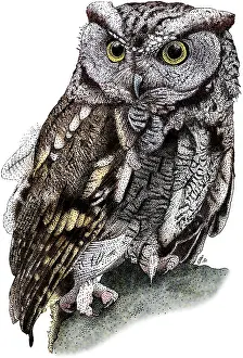 Raptor Prints: Western Screech Owl