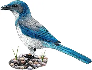 Passerine Prints: Western Scrub Jay