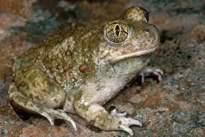 Californian Prints: Western Spadefoot