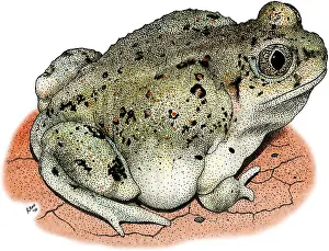 California Prints: Western Spadefoot Toad