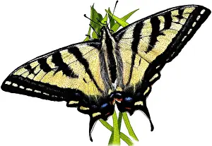 West Prints: Western Tiger Swallowtail