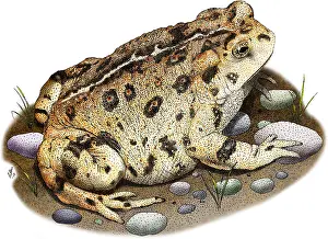 True Prints: Western Toad