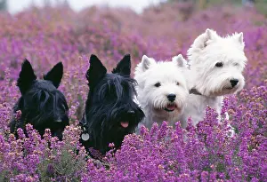 White Prints: Westie And Scottie Dogs, or West Highland and Scottish Terriers in Flowers