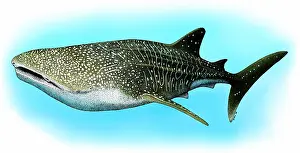 Whales Prints: Whale Shark