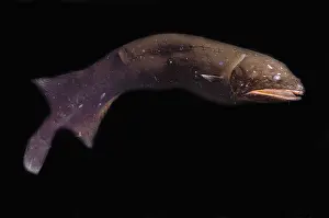 Fish Prints: Whalefish