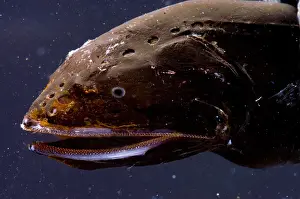 October Prints: Whalefish