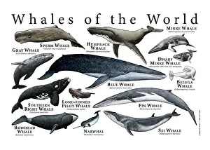 Poster Prints: Whales of the World