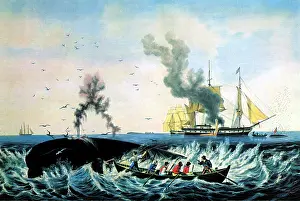 Serpent Prints: Whaling, 19th Century
