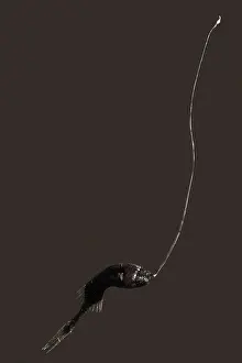 Crazy Prints: Whipnose Anglerfish female (G. microdontis)