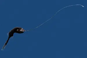 Whipnose Anglerfish female (G. microdontis)